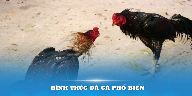 Hình thức đá gà nòi rất phổ biến tại các nước Đông Nam Á