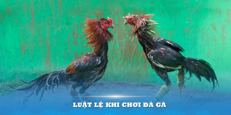 Nắm rõ luật lệ khi chơi đá gà nòi sẽ mang về chiến thắng nhanh hơn cho bạn