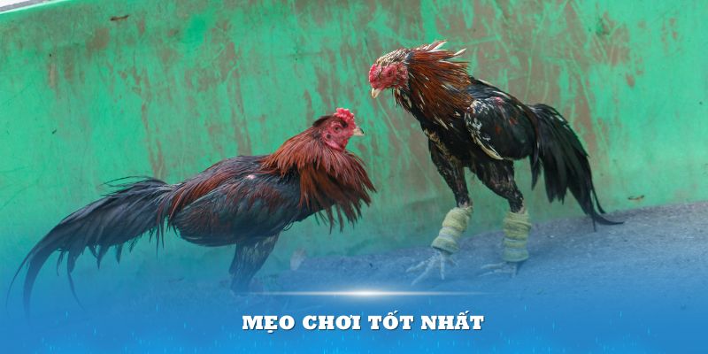 Áp dụng những mẹo chơi tốt nhất để gia tăng cơ hội thắng trong trận đấu đá gà nòi